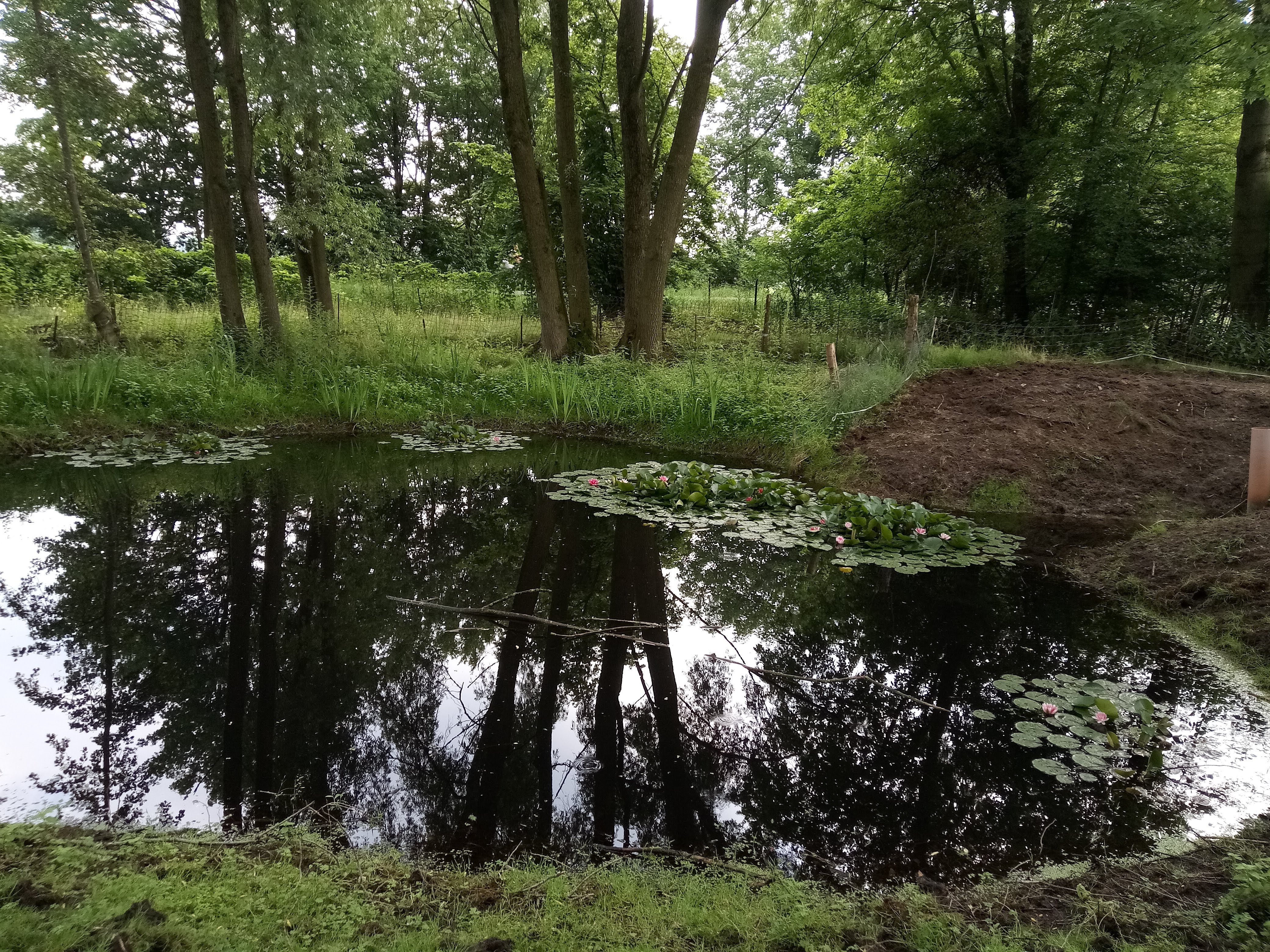 Teich Natur-Oase-Harwick